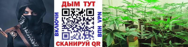 Каннабис сатива  Купить закладки  Чебаркуль 